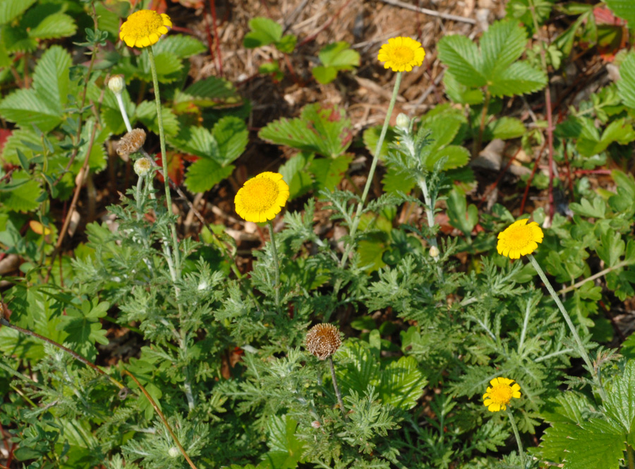 Anthemis tinctoria t.